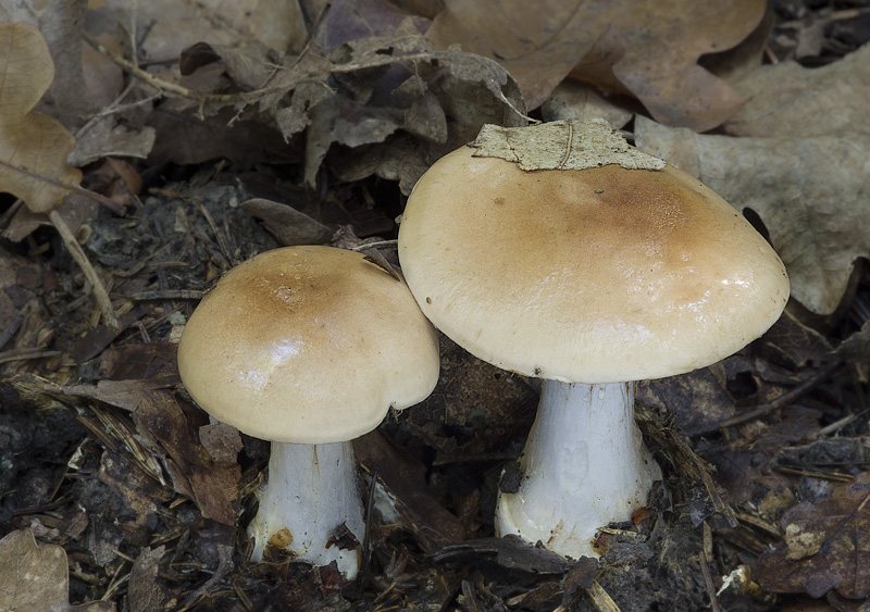 Cortinarius pseudoarcuatorum